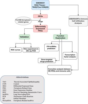 Identification and validation of ferroptosis-related genes and immune cell infiltration in thyroid associated ophthalmopathy